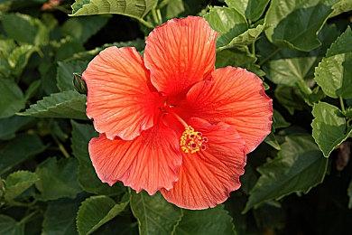 CDPR投入更多资源开发《赛博朋克2077》扩展包